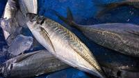 5 Tips agar Ikan Tongkol Tidak Bikin Gatal Saat Dikonsumsi, Dijamin Aman