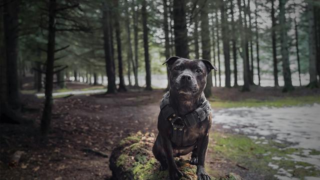 Staffordshire Bull Terrier