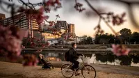 Seorang pria mengendarai sepeda melewati pohon sakura di sebuah taman di distrik Edogawa, Tokyo, Jepang pada Kamis 23 Februari 2023. Bunga-bunga sakura mulai mekar beberapa hari lebih awal dari biasanya, berkat suhu yang lebih hangat dari rata-rata. (Philip FONG/AFP)