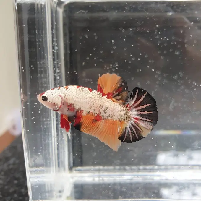 Diary Fimela: Menilik Hobi Jadi Rejeki dari Bisnis Cupang di Masa Pandemi