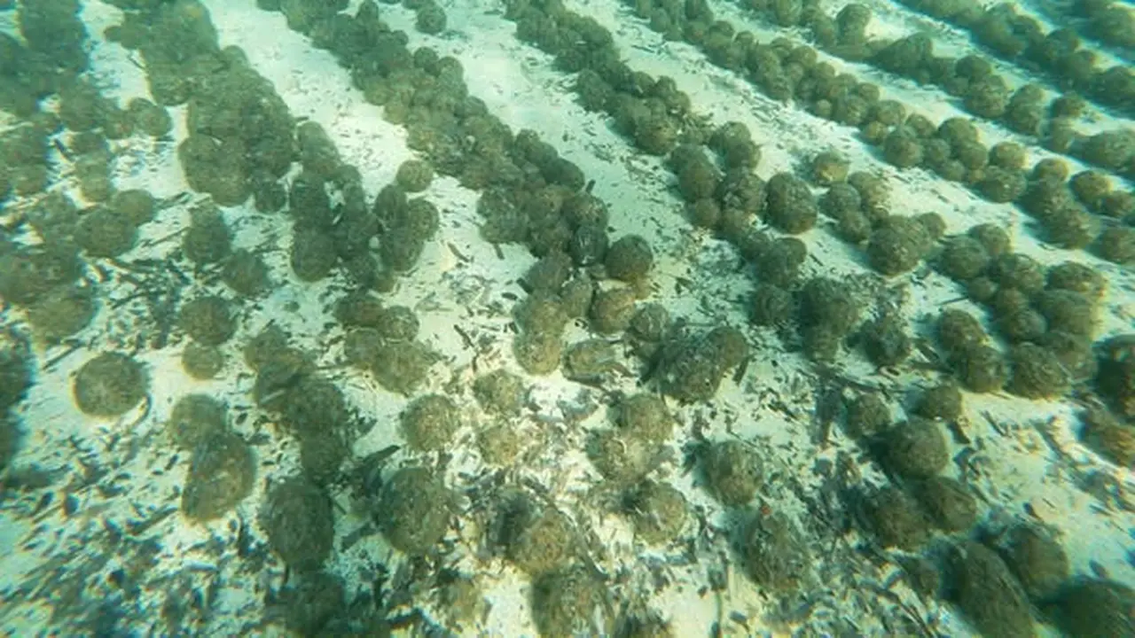 Kenapa ‘Bola Neptunus’ Penuh Plastik Mulai Bermunculan di Pantai?