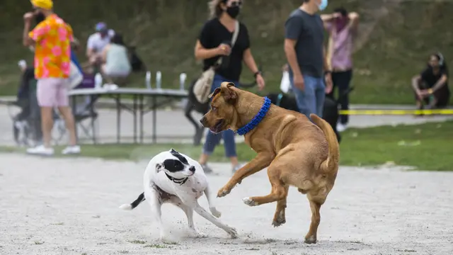 FOTO: Ratusan Hewan Peliharaan Tampil di Party 4 Paws 2020