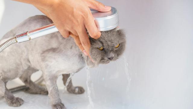 Cat Bath