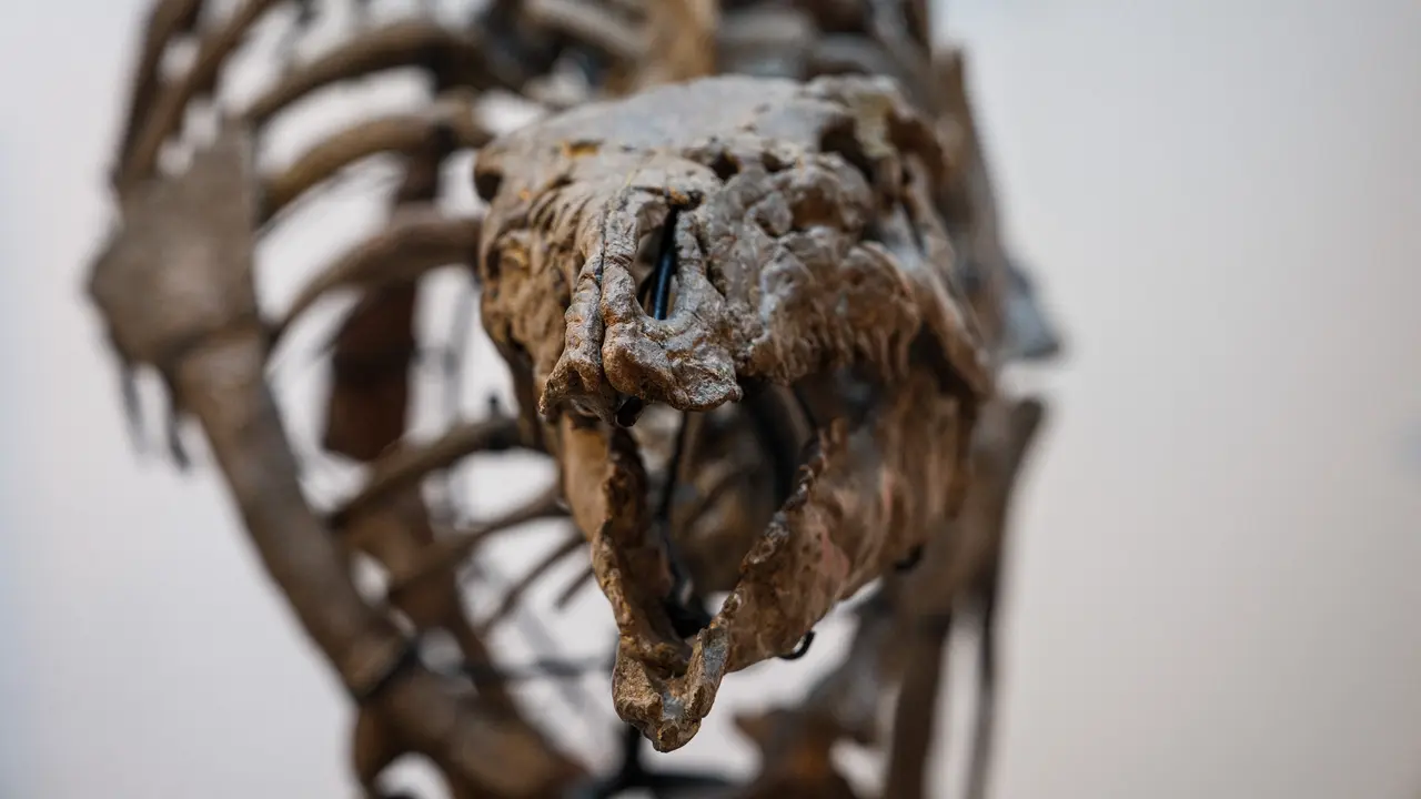 Dinosaurus Barry akan dilelang di Paris