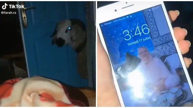 Viral Video Kambing Masuk Kamar Dini Hari, Bikin Kaget Netizen
