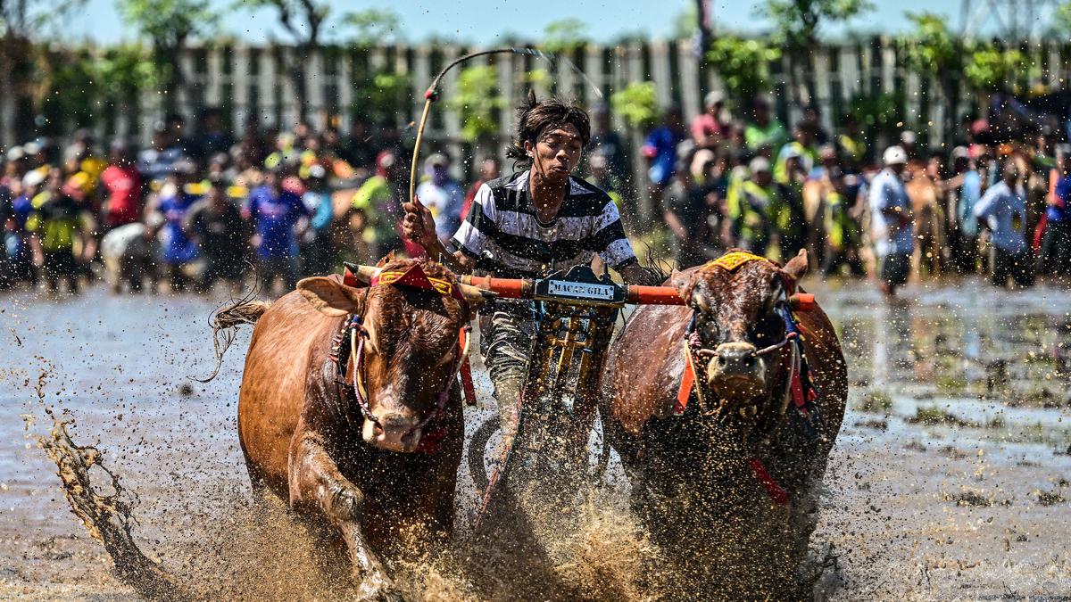 31 Peserta Adu Kecepatan dalam Festival Karapan Sapi Brujul