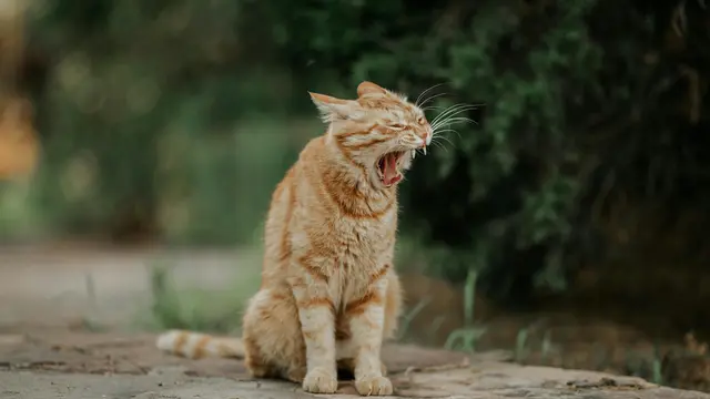 Kucing Oren