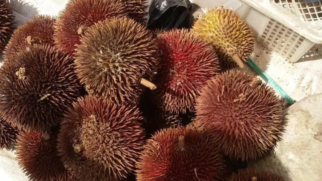 Buah Lahung