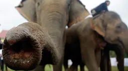 Dua gajah dengan pawangnya melakukan persiapan sebelum tampil dalam pertandingan tahunan di turnamen Polo Piala Raja Gajah yang digelar di Bangkok, Thailand, Kamis (9/3). Gajah merupakan hewan yang sakral di negara Thalailand. (AP Photo / Sakchai Lalit)