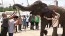 Ketua DPP PKB, Muhaimin Iskandar mendapat kalung dari seekor gajah pada pembukaan Festival Way Kambas 2017, di Provinsi Lampung, Sabtu (11/11). Kegiatan ini diisi dengan atraksi dari gajah-gajah. (Liputan6.com/Pool/Agus)