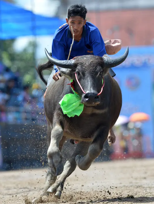 Seorang peserta berkompetisi dalam balap kerbau di Chonburi, Thailand, pada 1 Oktober 2020. Ratusan kerbau mengikuti festival balapan yang digelar setiap Oktober di kalangan petani untuk merayakan panen padi. (Xinhua/Rachen Sageamsak)