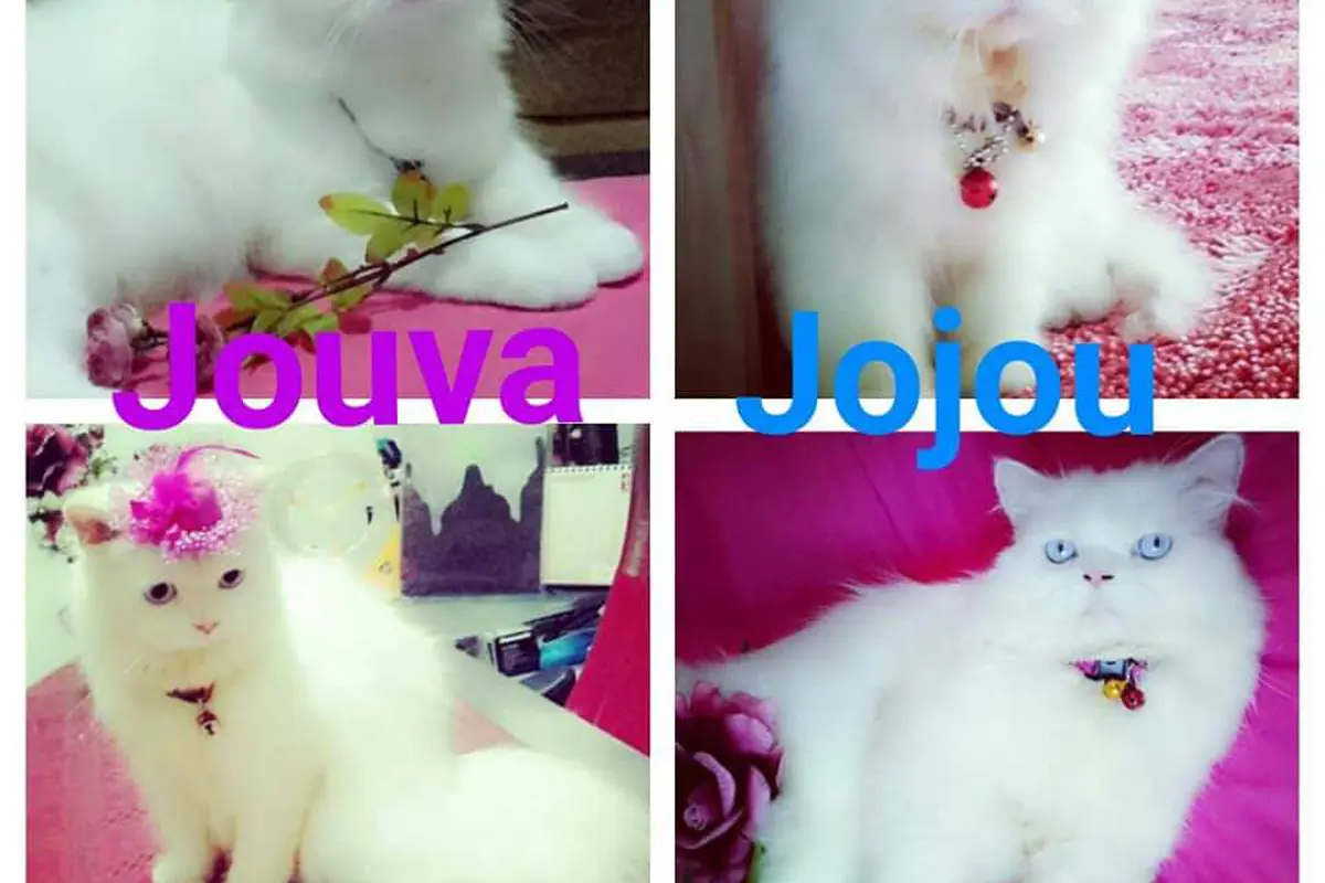 Jouva dan Jojou, Kucing Lucu yang Menang Kontes Prochallenge 2015