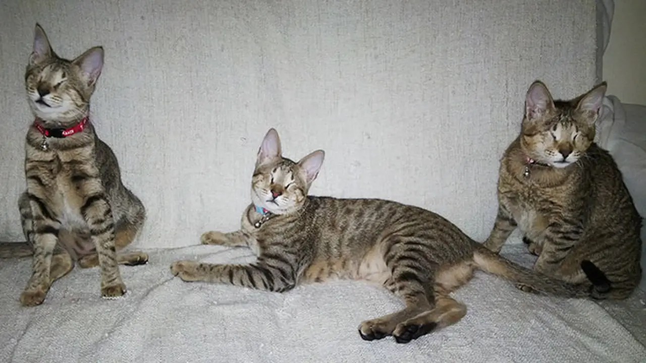 [Bintang] Tiga kucing buta 