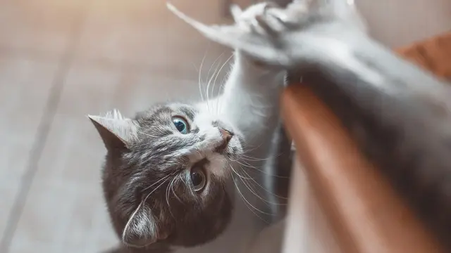 Kucing Bisa Makan Ikan