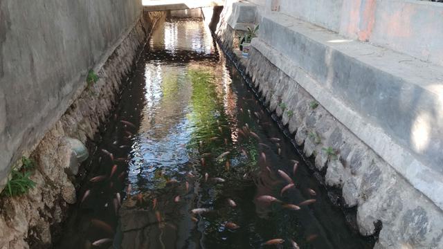 Menyapa Ribuan Ikan Hias di Saluran Drainase Desa Cirebon
