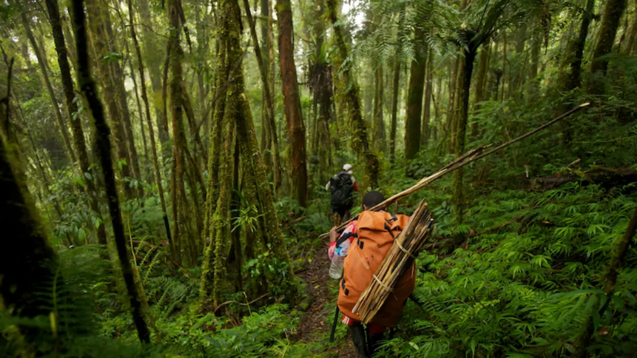 5 Hutan di Indonesia yang Harus Kamu Jelajah Minimal Satu Kali