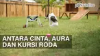 Aura mengalami kejadian yang mengubah hidupnya. Akibat ditabrak, Ia harus kehilangan dua kaki belakangnya. 