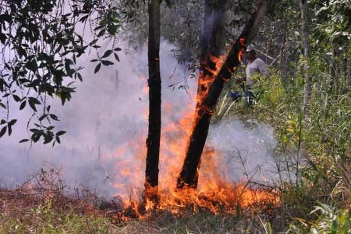 kebakaran hutan