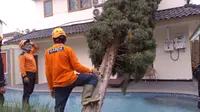 Petugas BPBD Kota Batu, Jawa Timur, bersiap membersihkan pohon tumbang di salah satu lokasi kejadian (BPBD Kota Batu)