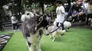 Pengunjung membawa anjingnya dalam festival Dog Does Disco "Pawards" di Central Park Mall, Jakarta, Minggu (28/4/2019). Kegiatan dengan tujuan sebagai tempat bagi para pecinta anjing berkumpul ini dimeriahkan dengan beragam kompetisi untuk peliharaan dan juga talkshow. (Liputan6.com/Faizal Fanani)