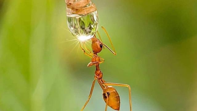 620 Gambar Hewan Minum Air HD