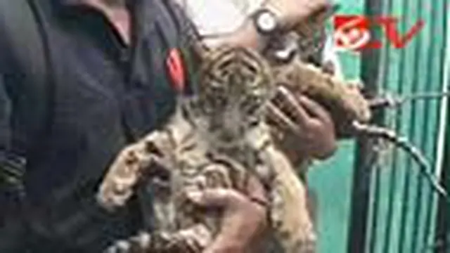Warga Selamatkan Harimau dari Kebakaran Hutan