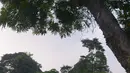 Mahasiswa berfoto di rumput yang bercampur dengan kapas di halaman Institut Pertanian Bogor, Kota Bogor, Jawa Barat, Kamis (25/8/2022). Kapas yang berasal dari pohon kapuk randu yang sedang berguguran itu menjadi daya tarik bagi warga untuk berswafoto. (Liputan6.com/Angga Yuniar)