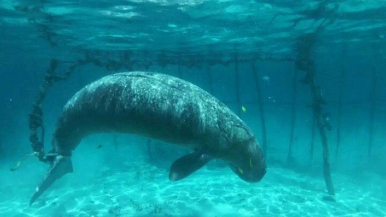 Dugong