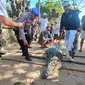 Petugas Balawista, Polisi dan warga menjinakkan buaya yang tiba tiba muncul di Pantai Legian Kuta Bali Rabu 4 Januari 2023. (Dok Humas Polresta Denpasar.