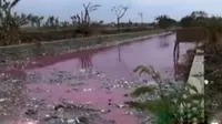 Sungai Kamal di Brebes Memerah, Ratusan Ikan Mati