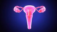 Ilustrasi uterus (iStock)