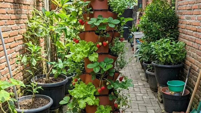 Model Kebun Sayur Rumah ala Urban Farming