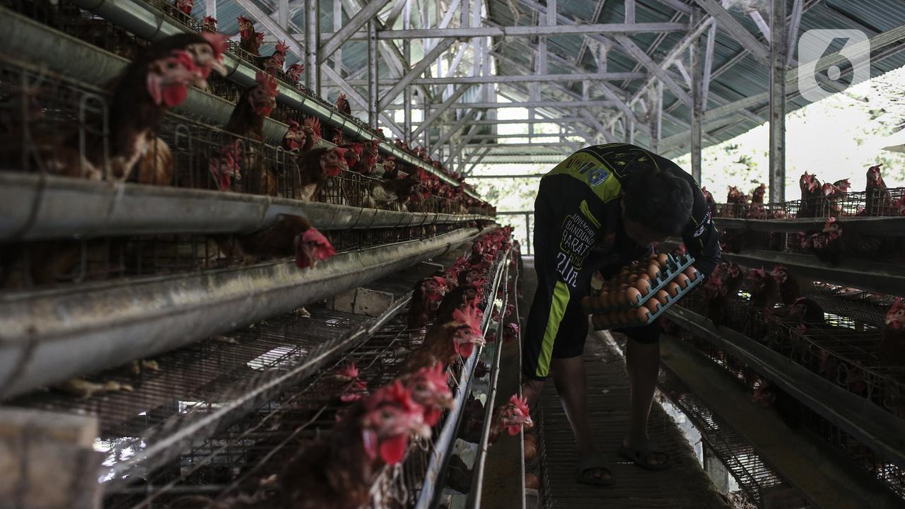FOTO: Harga Telur Ayam Pacu Laju Inflasi