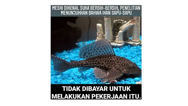 6 Meme Tentang Fakta Nyeneleh Ini Bikin Tepuk Jidat