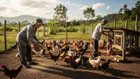 Usaha Ternak Ayam Kampung 10 Ekor untuk Usia 60 Tahun