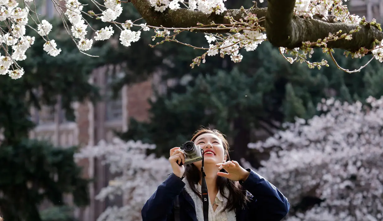 Wisatawan mengambil gambar bunga sakura yang bermekaran pada hari pertama musim semi di kampus Universitas Washington, Seattle, Selasa (20/3). Pohon-pohon sakura tersebut merupakan hadiah dari Jepang lebih dari seabad yang lalu. (AP/Elaine Thompson)