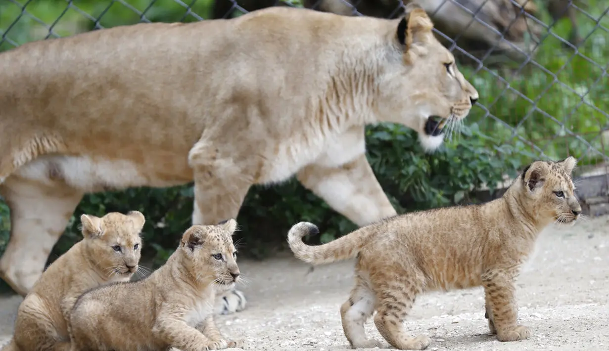 Seekor singa berber Khalila berjalan dengan anak-anaknya dalam kandang mereka di kebun binatang di Dvur Kralove, Republik Ceko, Kamis (10/9/2020). Tiga bayi singa berber yang lahir pada 5 Juli lalu tersebut merupakan subspesies langka dan telah punah di alam liar. (AP Photo/Petr David Josek)
