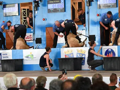 Sejumlah peserta berusaha memotong bulu domba dalam kategori mesin dalam acara World Sheep Shearing and Woolhandling Championships di Le Dorat, Prancis (5/7/2019). Kompetisi ini berlangsung untuk pertama kalinya di Prancis dan berlangsung dari 4-7 Juli 2019. (AFP Photo/Mehdi Fedouach)