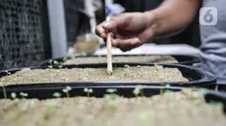 Warga melakukan penanaman bibit tanaman di kebun sayur hidroponik Gang Hijau RT 007/008, Kelurahan Cipinang Besar Utara, Jakarta, Rabu (9/9/2020). Warga secara swadaya dan kemudian mendapat dukungan oleh program CSR membangun kebun tersebut. (merdeka.com/Iqbal S. Nugroho)