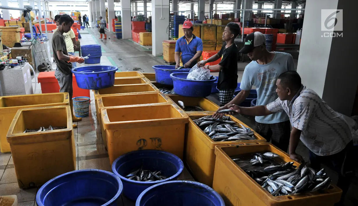 Pedagang menyortir ikan di Pasar Ikan Modern (PIM) Muara Baru, Jakarta, Kamis (21/2). PIM Muara Baru memiliki berbagai fasilitas. (Merdeka.com/Iqbal Nugroho)