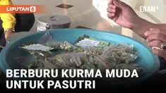 Berburu Kurma Muda Demi Menapatkan Momongan