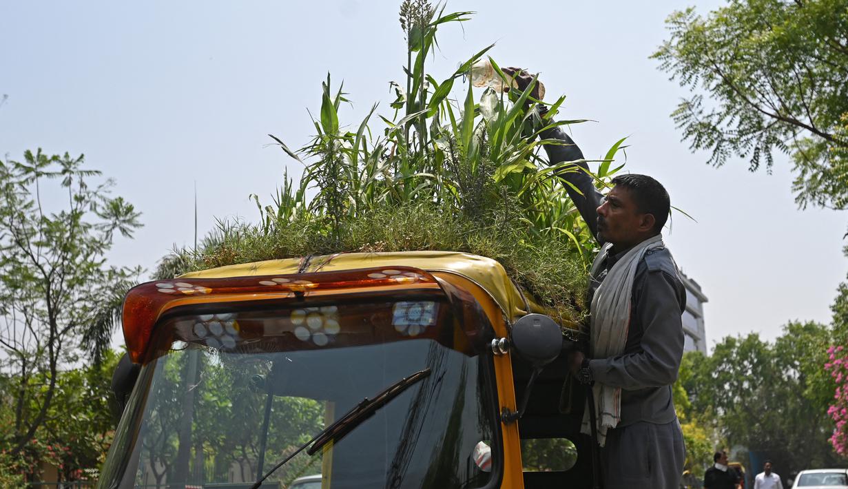 <p>Pengemudi becak Mahender Kumar menyiram 'taman' di atap kendaraannya, di New Delhi, India pada 2 Mei 2022. Bajaj kuning dan hijau ada di mana-mana di jalan-jalan New Delhi tetapi kendaraan Mahendra Kumar sangat menonjol -- ia memiliki taman di atapnya bertujuan untuk menjaga penumpang tetap sejuk selama musim panas yang menyengat. (Money SHARMA / AFP)</p>