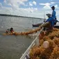 Seorang nelayan memanen tanaman rumput laut di tempat budidaya rumput laut di kawasan pesisir Desa Teluk Bogam, Kabupaten Kotawaringin Barat, Kalteng. (Antara)