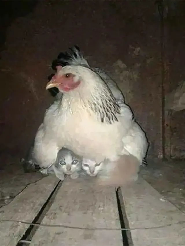 6 Potret Anak Kucing Salah Kira Induk Ini Kocak, Krisis Identitas