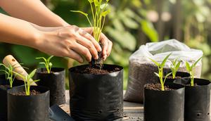 Menanam Kangkung di Polybag