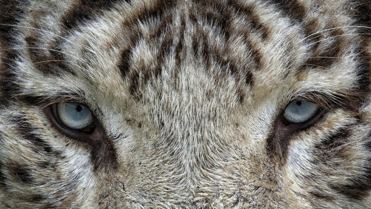 Legenda Mbah Bonto Blitar Menjelma Jadi Macan Putih