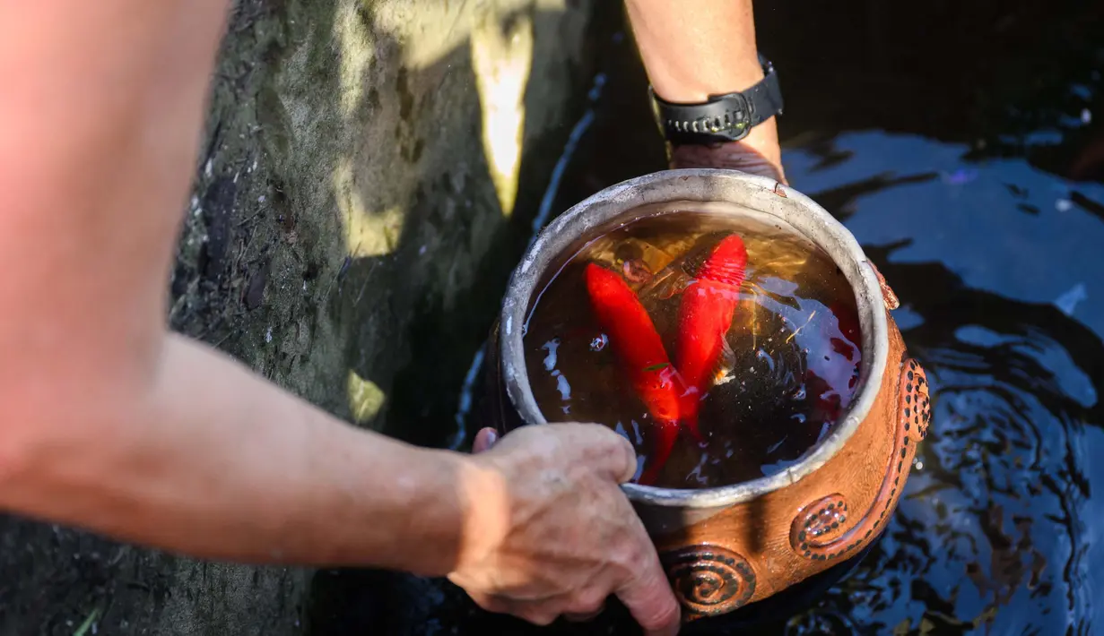 Lebih dari 10.000 warga berada di bawah perintah evakuasi sewaktu kebakaran itu terjadi. Tampak dalam foto, Robin Wallace usai membersihkan dan mengganti air untuk ikan peliharaannya di rumah keluarganya di West Highland Drive yang hancur akibat kebakaran hutan dan gunung pada 8 November 2024 di Camarillo, California. (Patrick T. Fallon/AFP)