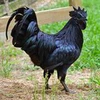 Cemani Ternak