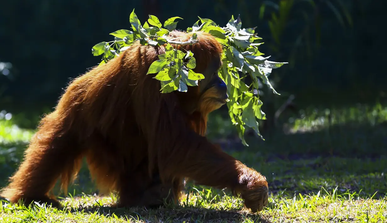 Orangutan bernama Elze berjalan di Biopark of Rio selama tur media di Rio de Janeiro, Brasil, Kamis (18/3/2021). Biopark of Rio ditutup untuk umum selama renovasi mengubah kebun binatang kota tersebut menjadi pusat konservasi keanekaragaman hayati. (AP Photo/Bruna Prado)