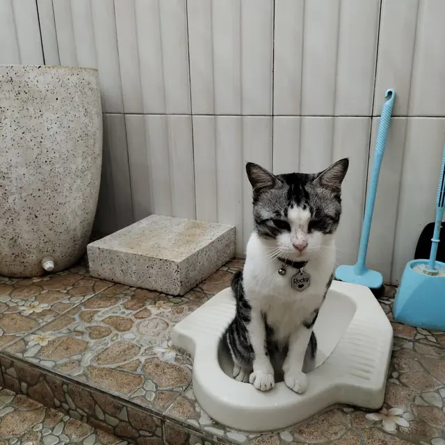 6 Potret Kucing Buang Air di Kloset Ini Ekspresinya Kocak, Diajarkan Jadi Mandiri